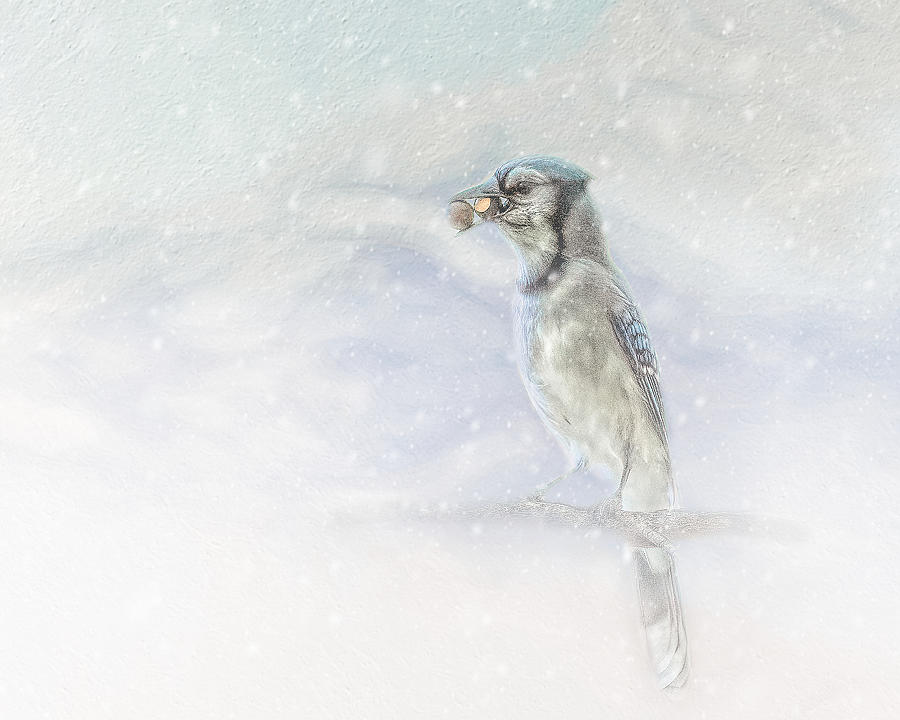 Blue Jay With Acorn in Snow Photograph by Marjorie Whitley