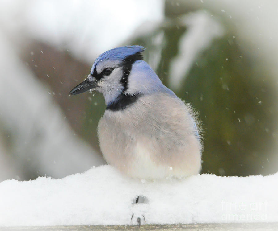 Blue Jay with Cold Feet Photograph by Kerri Farley