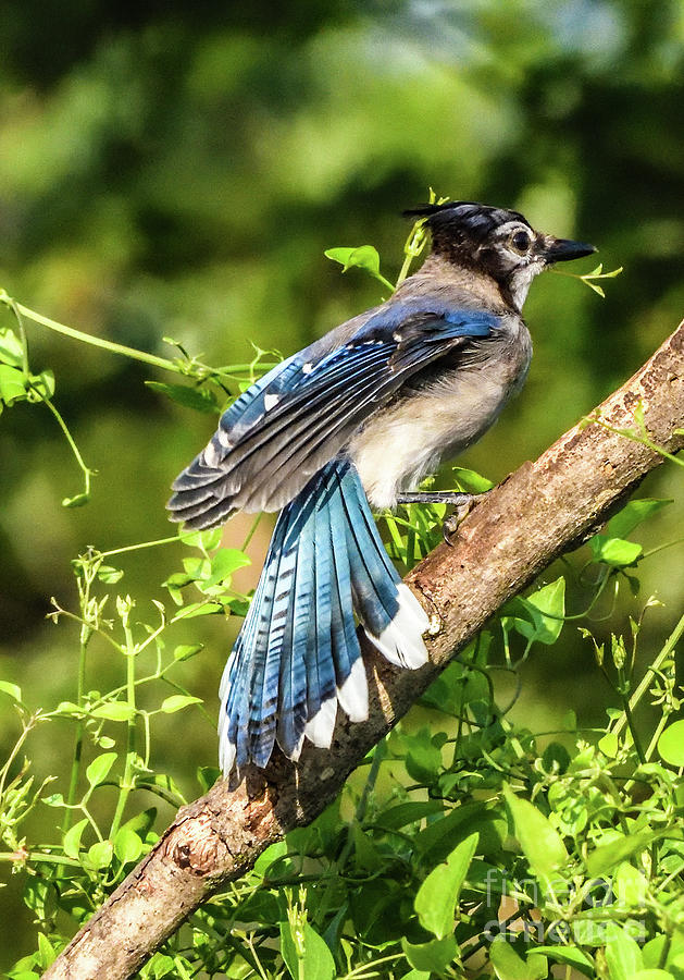 Blue Jay With Fanned Tail Feathers Photograph