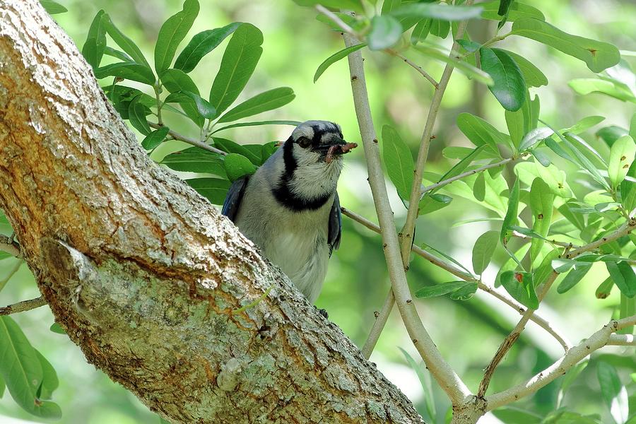 Blue Jay With Millipede In Beak Photograph