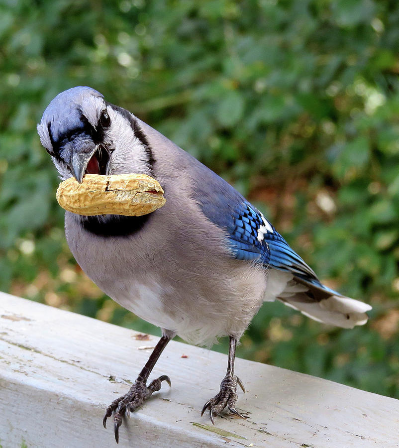 Blue Jay With Peanut Photograph by Linda Stern