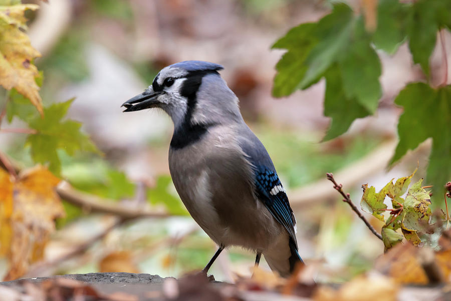 Blue Jay with seed in beak Photograph by Dan Friend