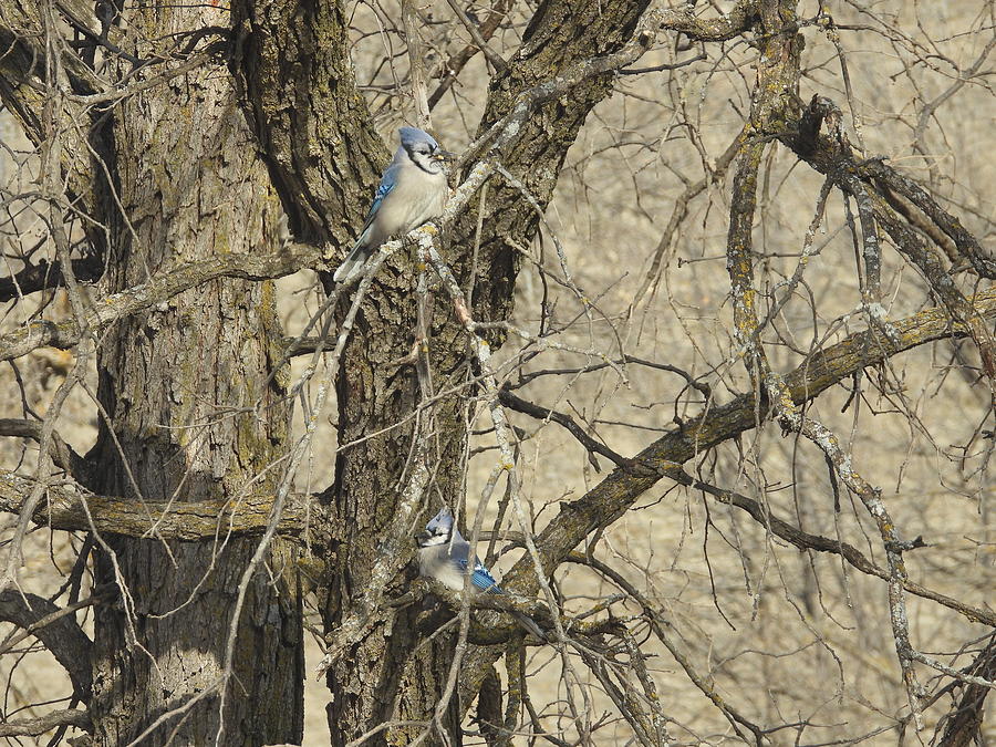 Blue Jays 4 Photograph by Amanda R Wright