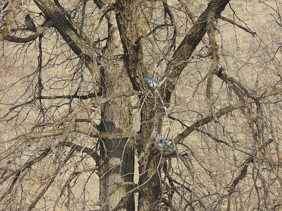 Blue Jays 5 Photograph by Amanda R Wright