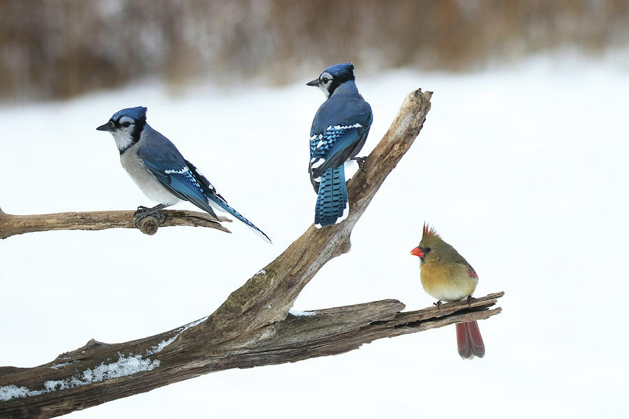 Blue Jays and Cardinal Photograph by Brook Burling