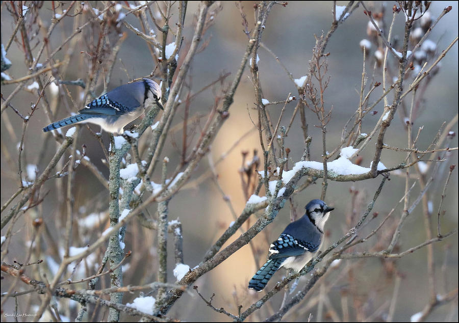 Blue Jays in Spring Photograph by Sandra Huston
