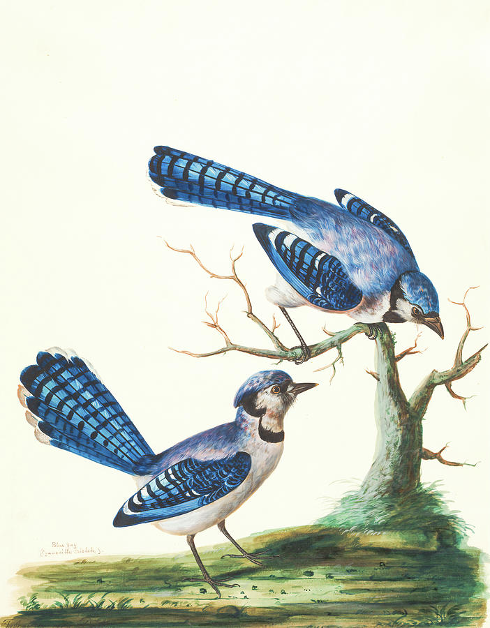 Blue Jays Painting by Long Shot