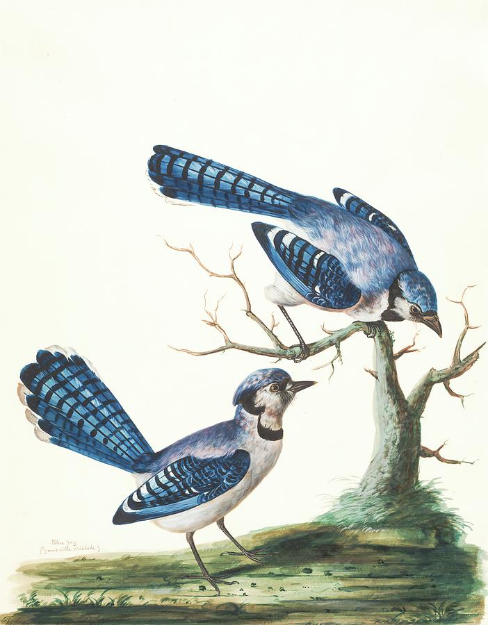 Blue Jays. Painting by MotionAge Designs
