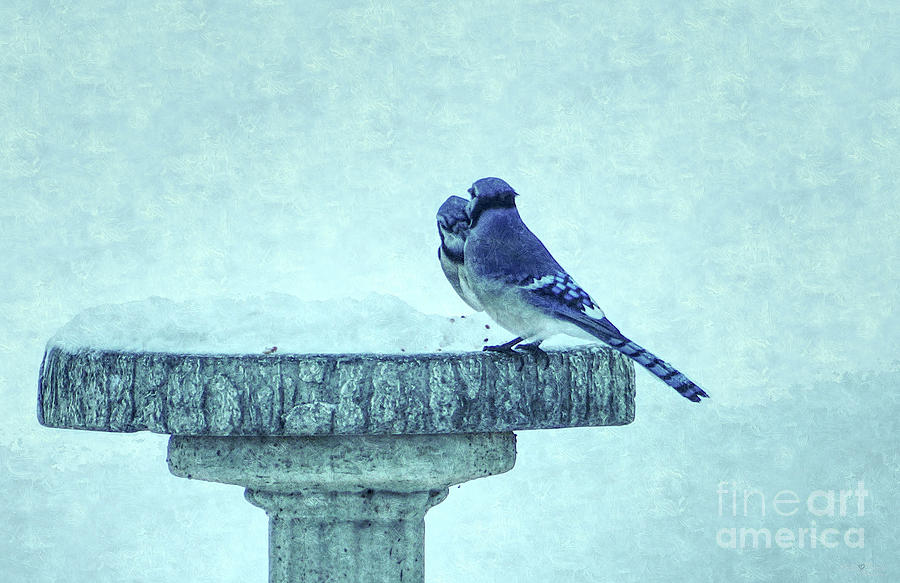 Blue Jay Mixed Media - Blue Jays Winter Feeding Painterly by Jennifer White