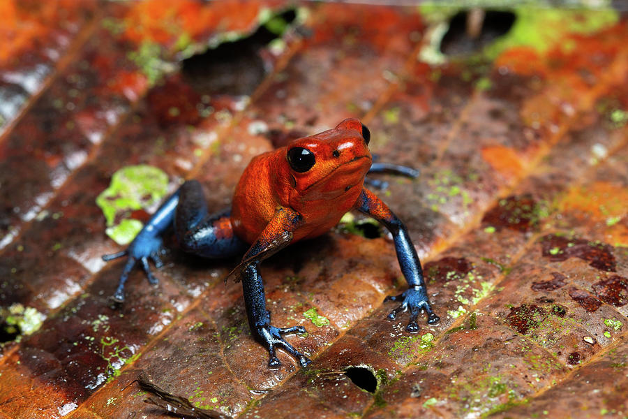 Blue Jeans Frog Photograph by Ekaterina Romanova - Fine Art America