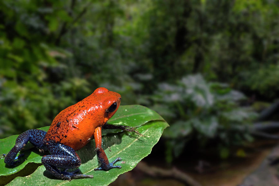 Blue Jeans Strawberry Poison Frog Photograph