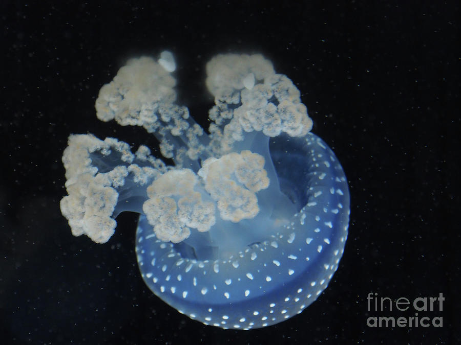 Blue Jelly Fish Photograph by Adrienne Franklin
