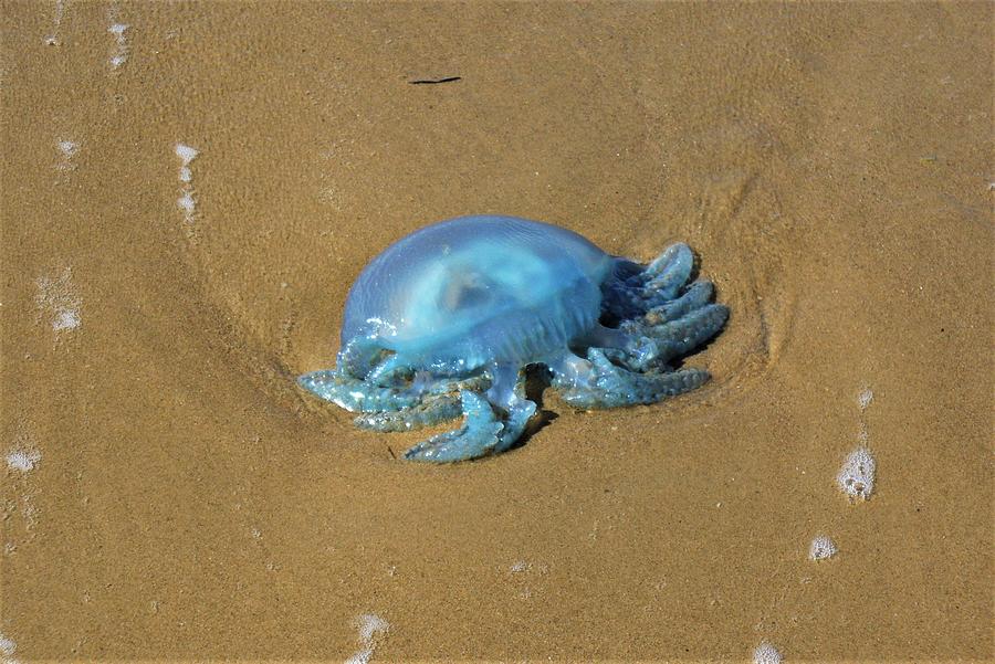 Blue Jellyfish on the Beach Photograph by Kathrin Poersch