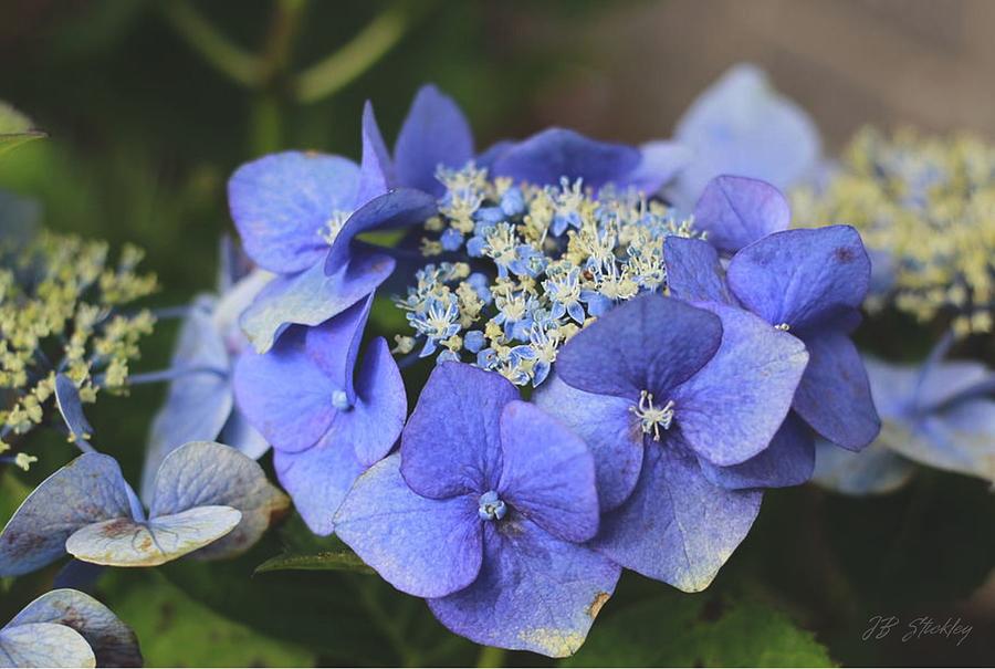 Blue Lacecap Hydrangea Photograph by Mr JB Stickley