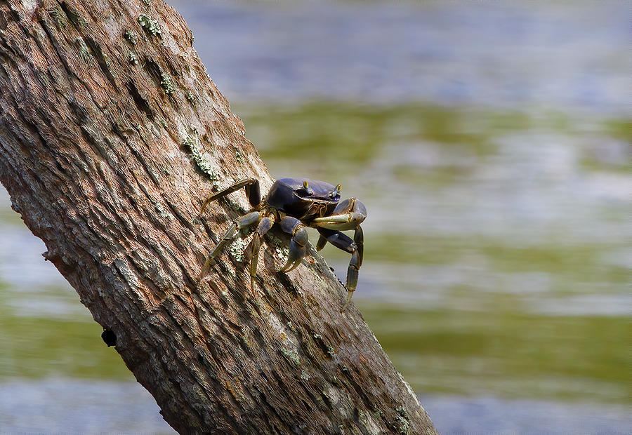Blue Land Crab by the River Photograph by Mark Andrew Thomas