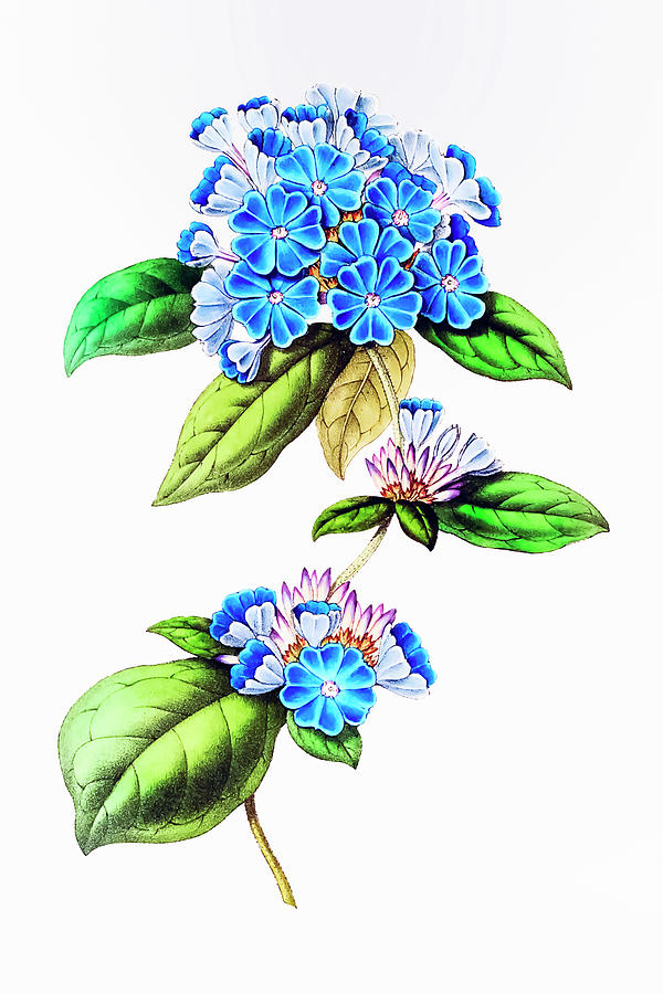 Summer Drawing - Blue Leadwort by Mango Art