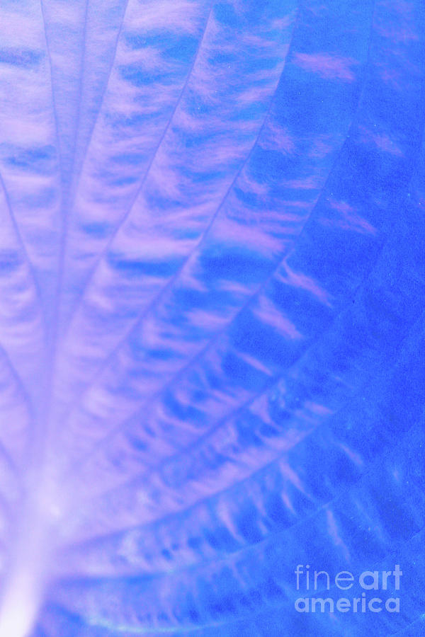 Blue Leaf Effects Vertical Photograph by Eddie Barron