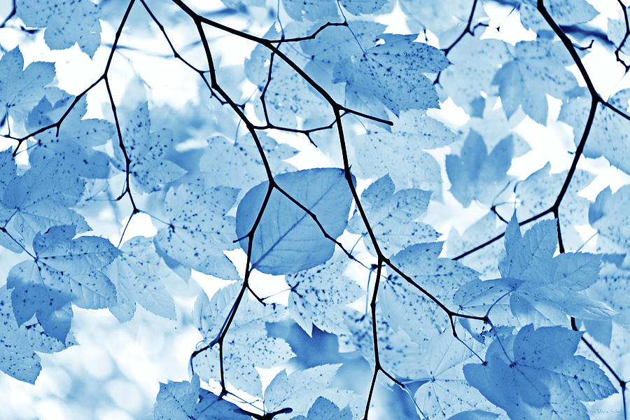 Blue Leaves Translucent Abstract Photograph by Jennie Marie Schell