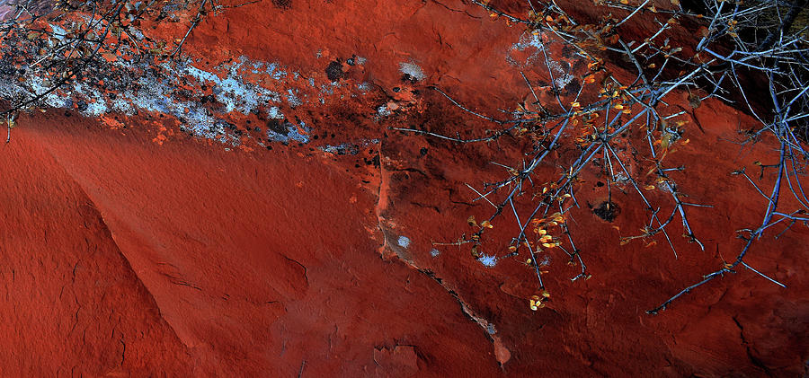 Lichen Photograph - Blue Lichen on Red Rocks by Wayne King