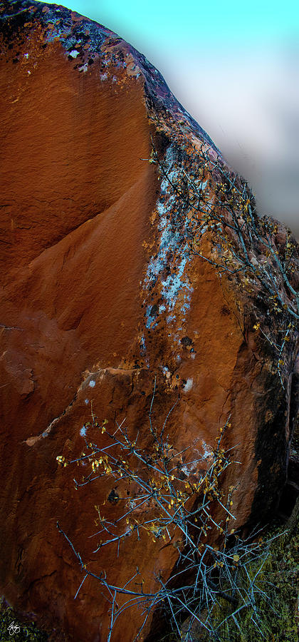 Blue Lichen Photograph by Wayne King