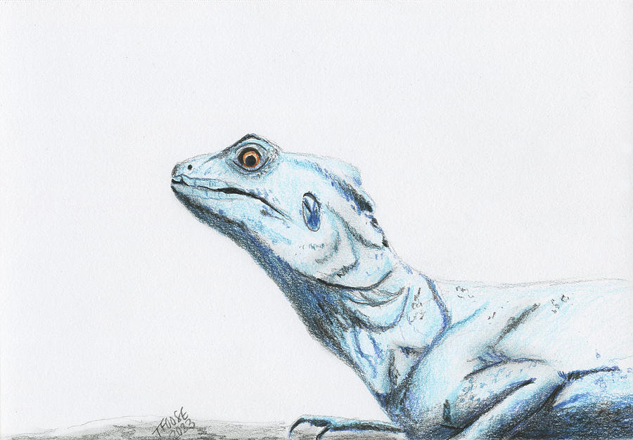 Blue Lizard Drawing