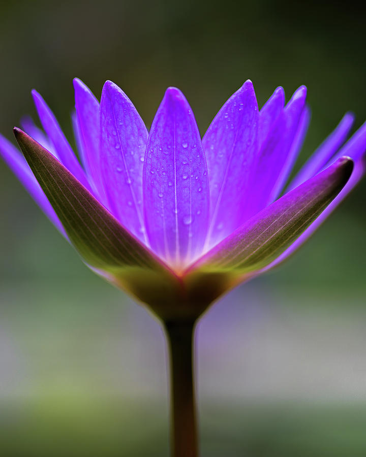 Blue Lotus Andoke Cali Valle del Cauca Colombia Photograph by Adam Rainoff