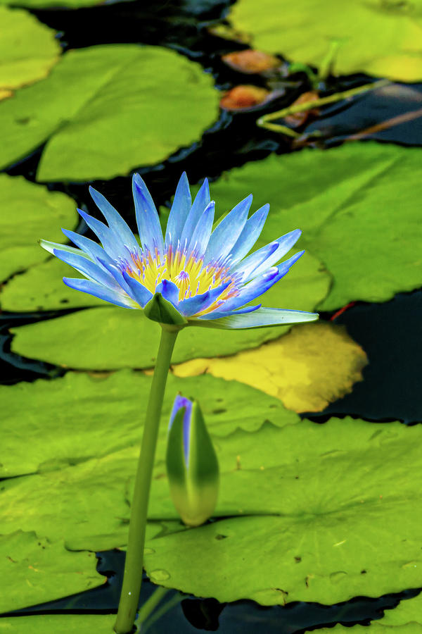 Blue Lotus Photograph by Bill Gallagher