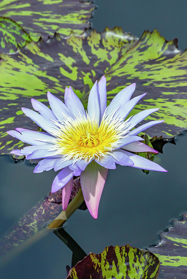 Blue Lotus Flower Photograph by Cate Franklyn