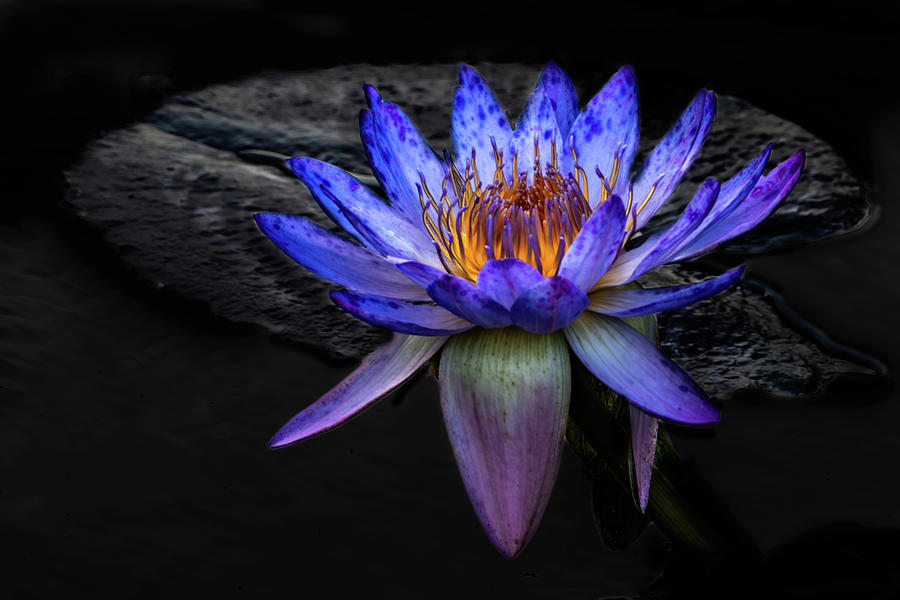 Blue Lotus of the Nile Photograph by Harold Rau