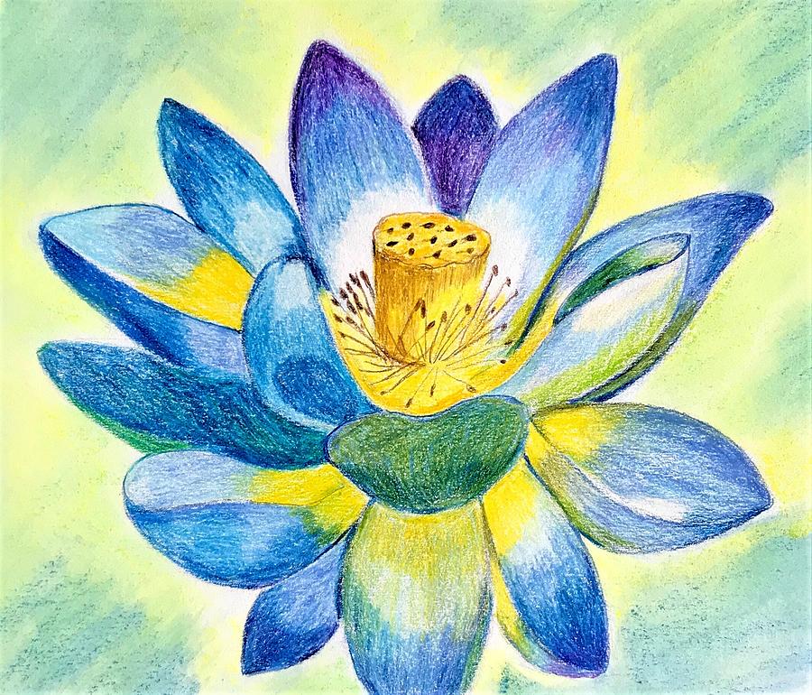 Blue Lotus Drawing by Roseann Amaranto