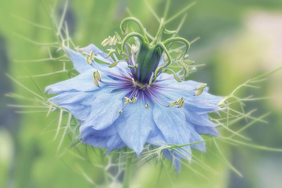 Blue Love in a Mist Photograph by Maria Meester