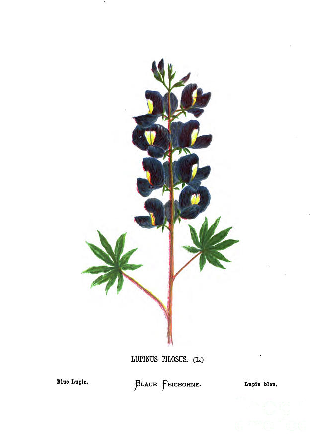 Blue lupin Lupinus pilosus c1 Drawing by Botany