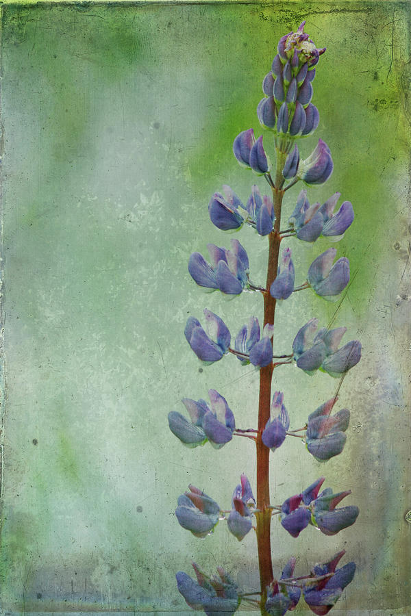 Blue Lupine Photograph by Cindi Ressler