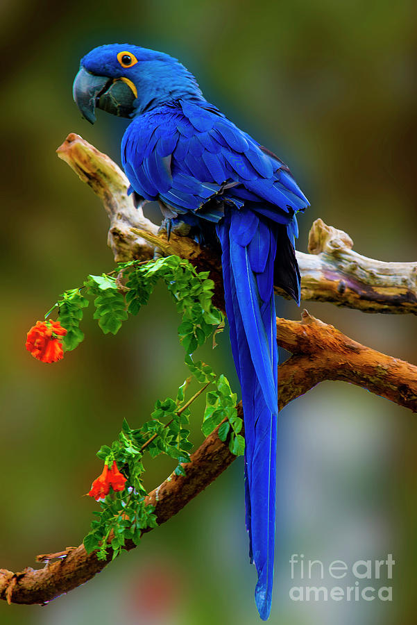 Macaw Photograph - Blue Macaw by Paul Wear