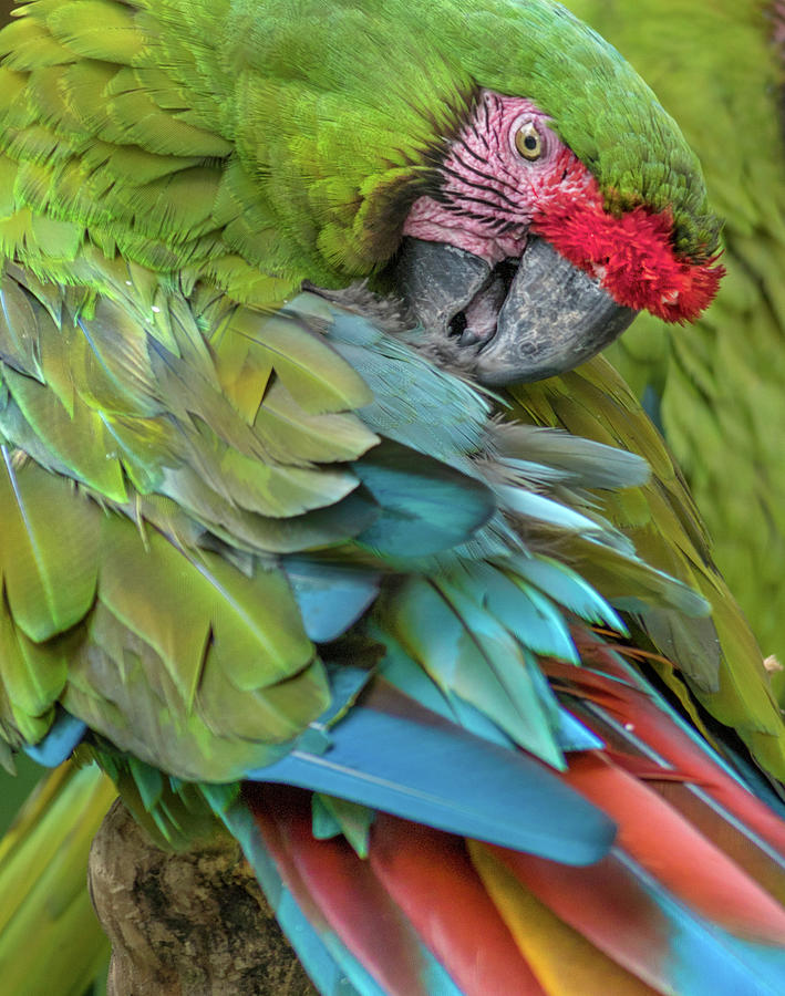 Macaw Photograph - Blue Macaw Preening I by Tim Fitzharris