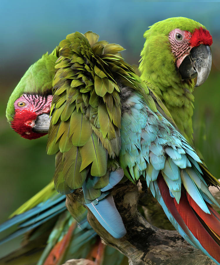 Macaw Photograph - Blue Macaw Preening II by Tim Fitzharris