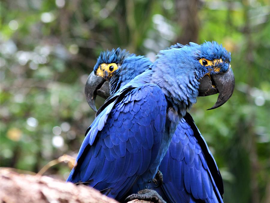 Blue Macaws  Photograph by Warren Thompson