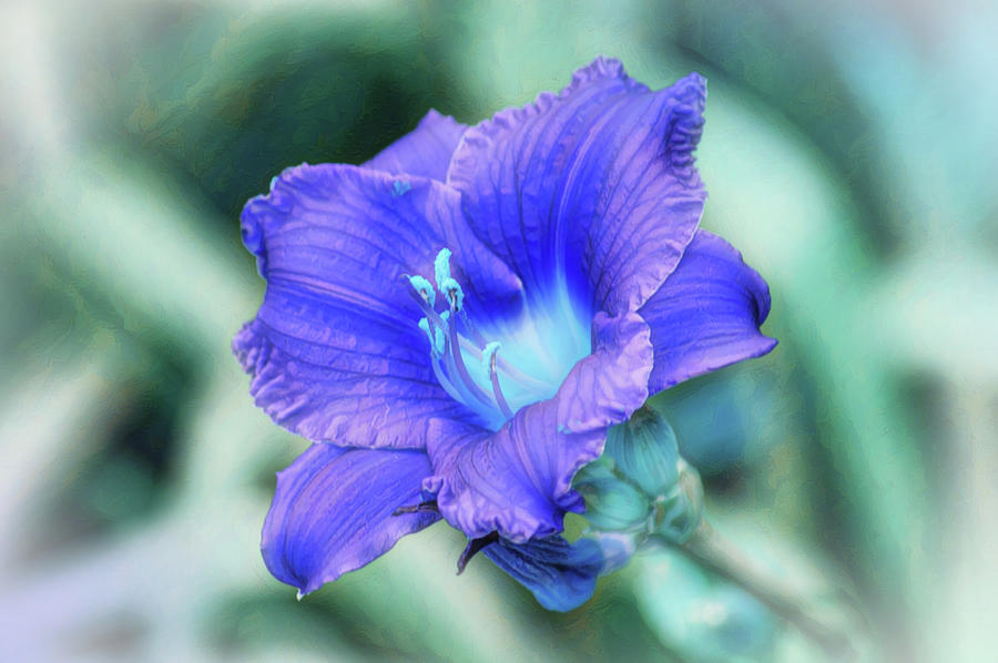 Blue Magic Day Lily Digital Art by Gaby Ethington