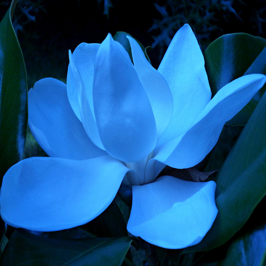 Blue Magnolia Squared Photograph