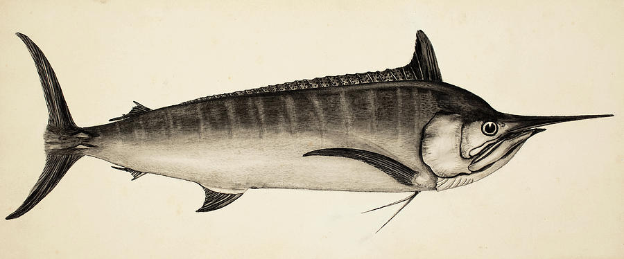 Blue Marlin Painting by New Digital Museum