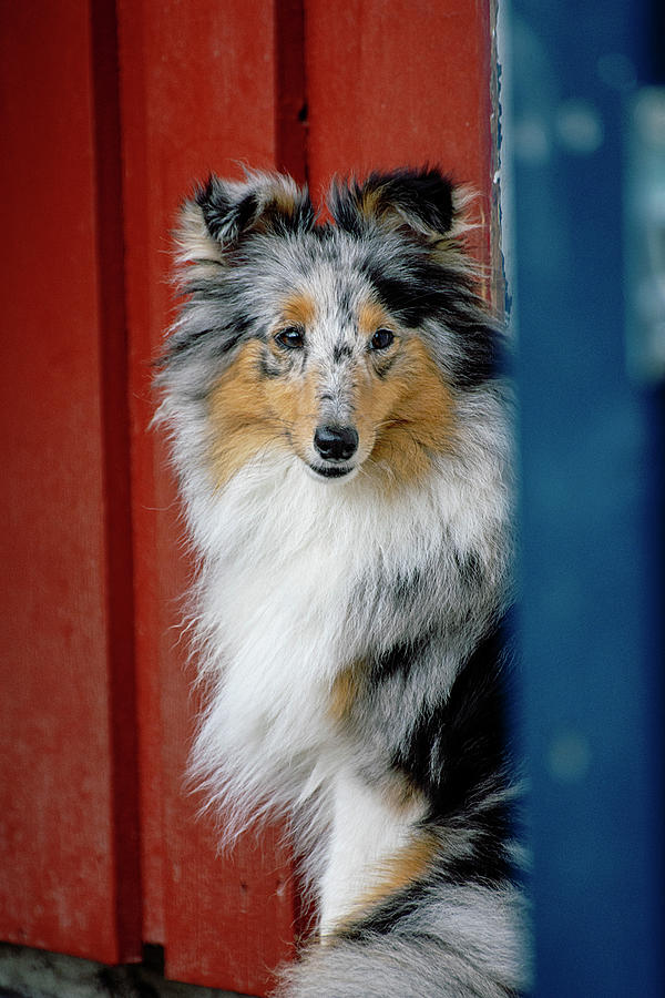 Blue Merle Sheltie Pup Photograph