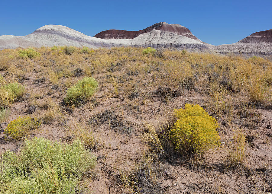 Blue Mesa Outback Photograph by Tom Daniel