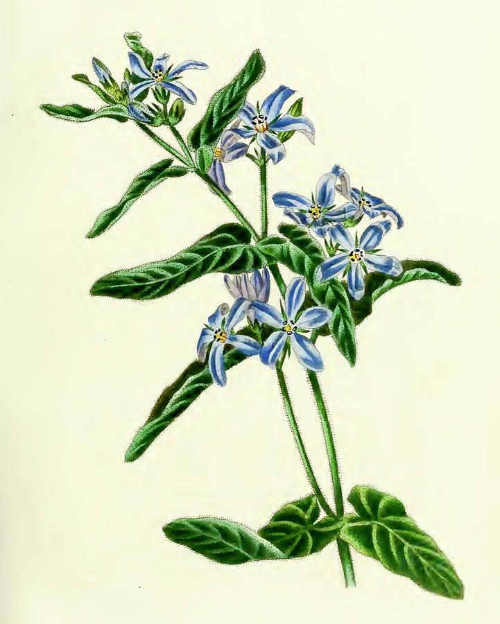 Blue Milkweed Drawing by Bill Fortenberry