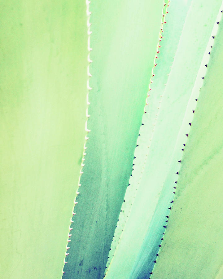 Blue Mint Agave Photograph by Lupen Grainne