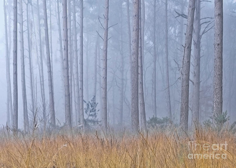 Blue Mist, Autumn Forest  Photograph by Tatiana Bogracheva