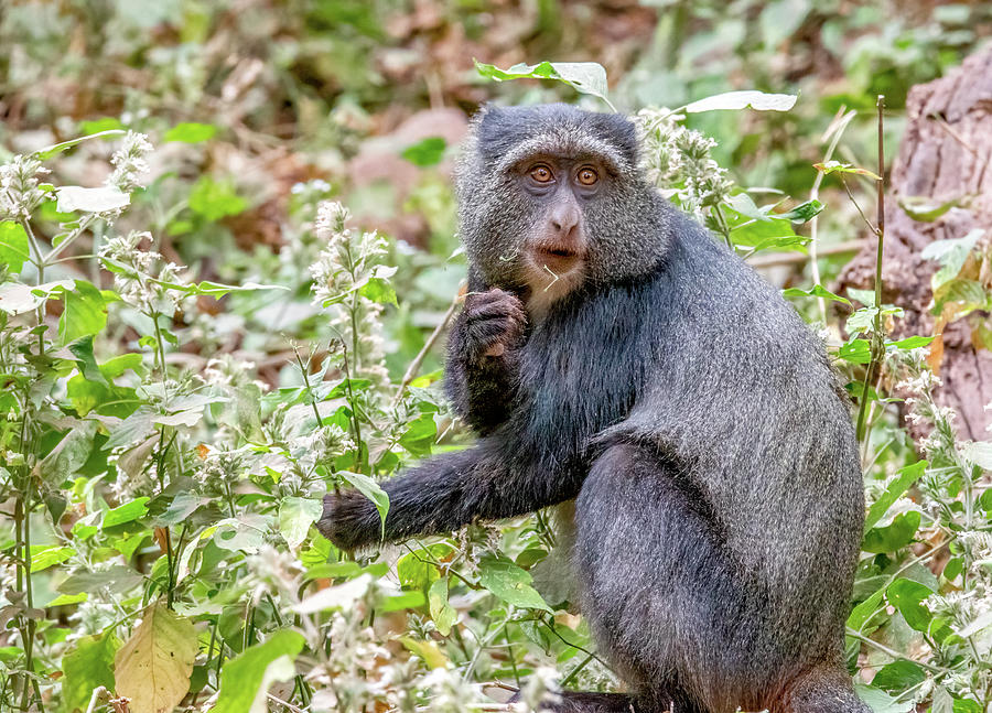 Blue Monkey of Manyara National Park Photograph by Marcy Wielfaert