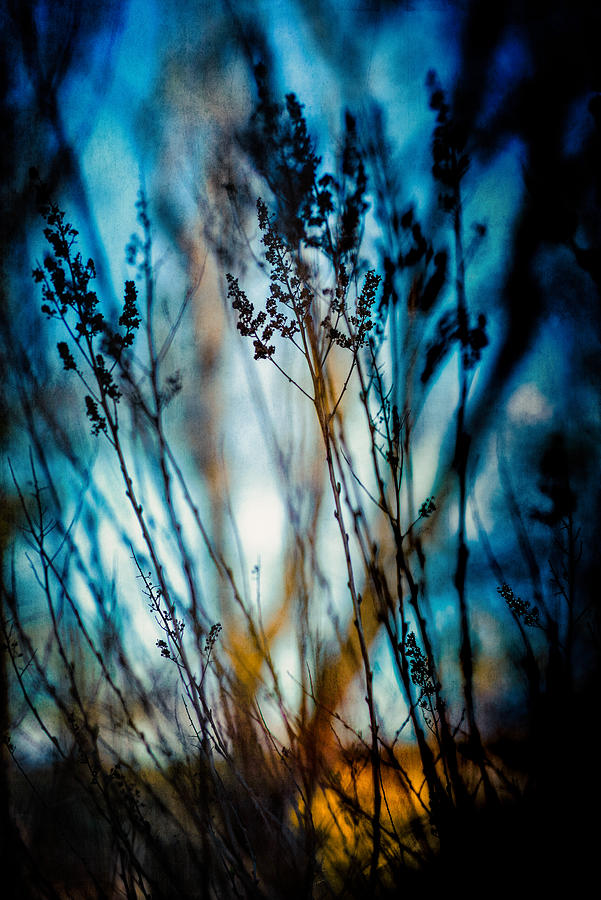 Blue mood Photograph by Yasmina Baggili