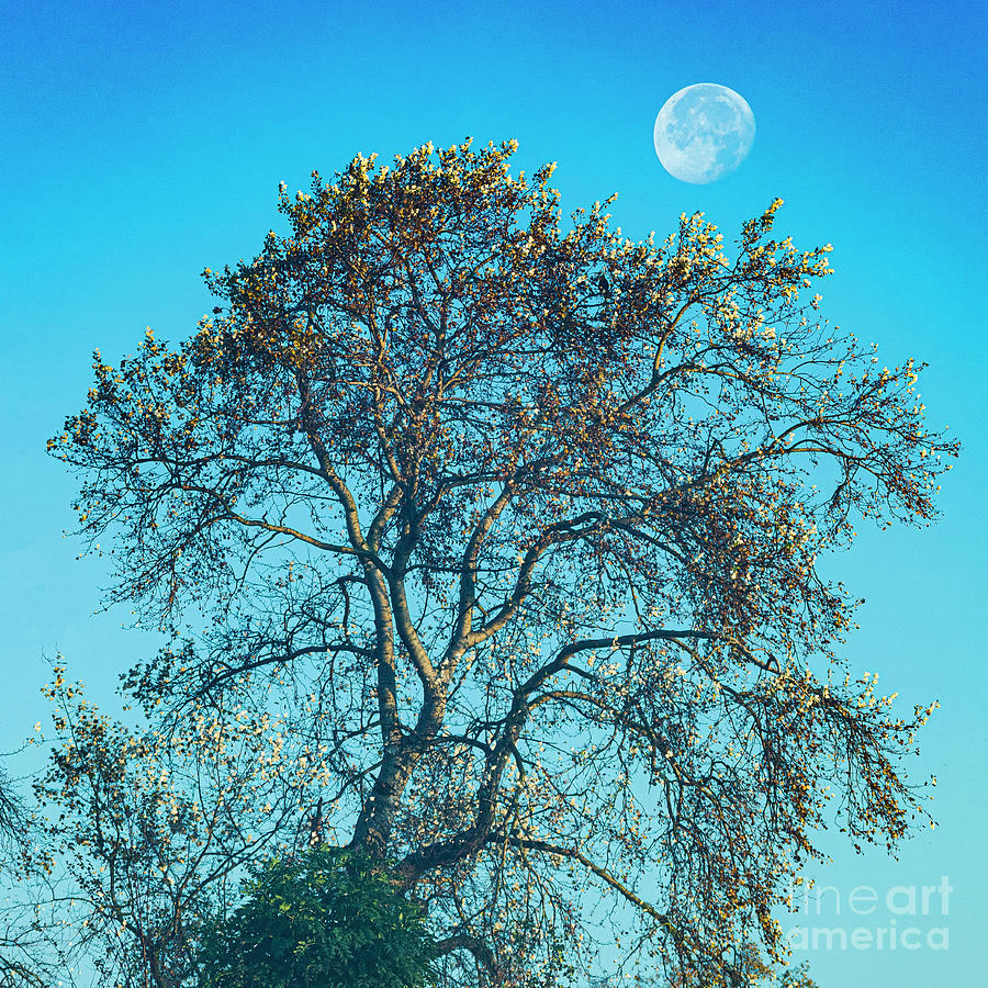 Blue Moon Photograph by Casper Cammeraat