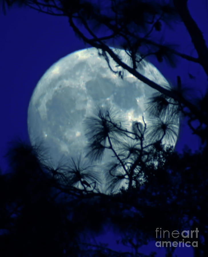 Blue Moon October 31 2020 Photograph by D Hackett