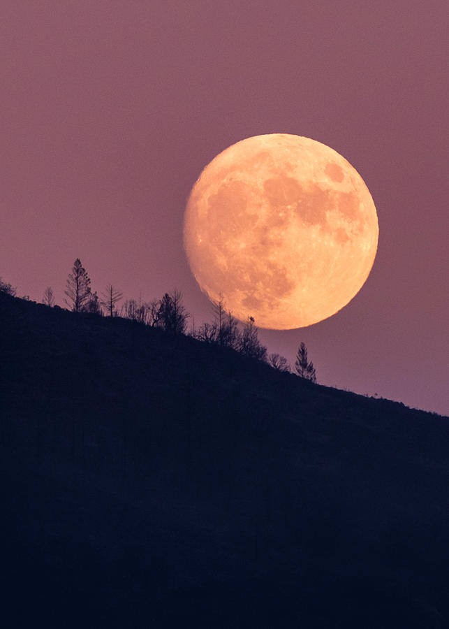 Blue Moon Photograph by Shelby Erickson